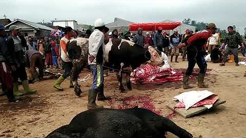 Sapi Kurb4n - Selamat Hari Raya Idul Adha 2020/1441 H