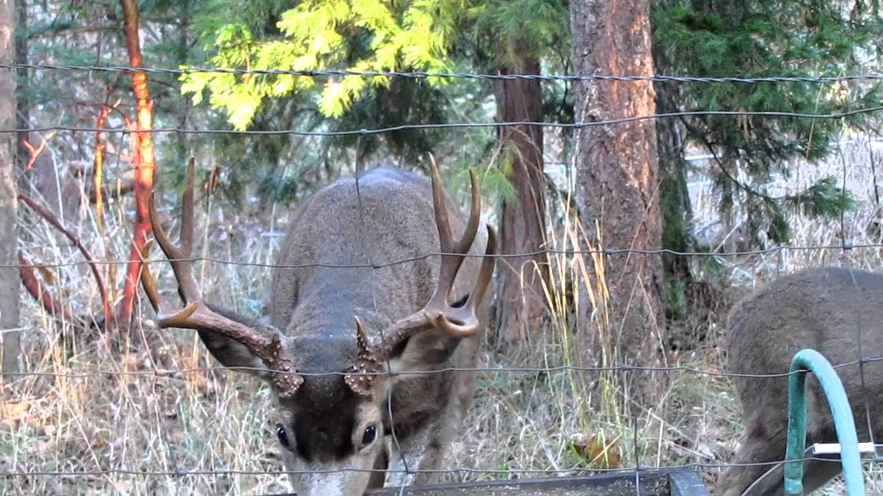 big five point blacktail buck YouTube