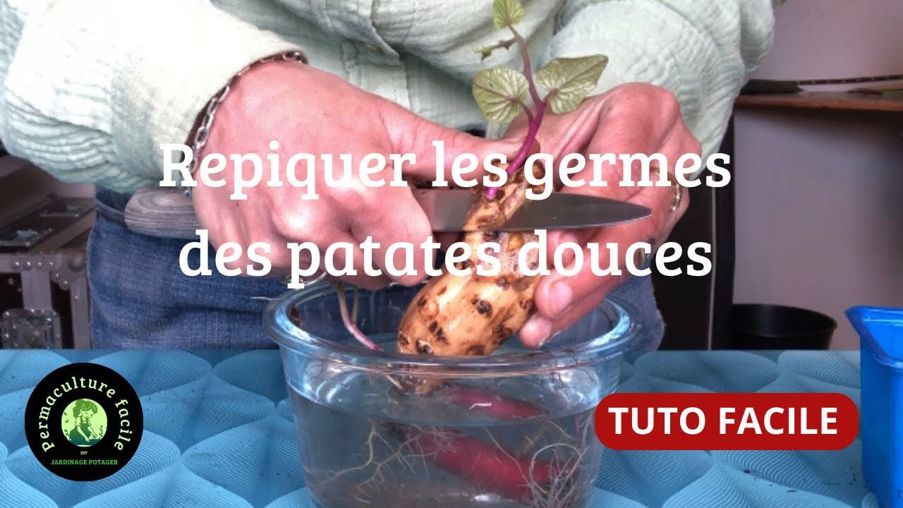 Faire germer et repiquer ses propres patates douce permaculture YouTube — free download