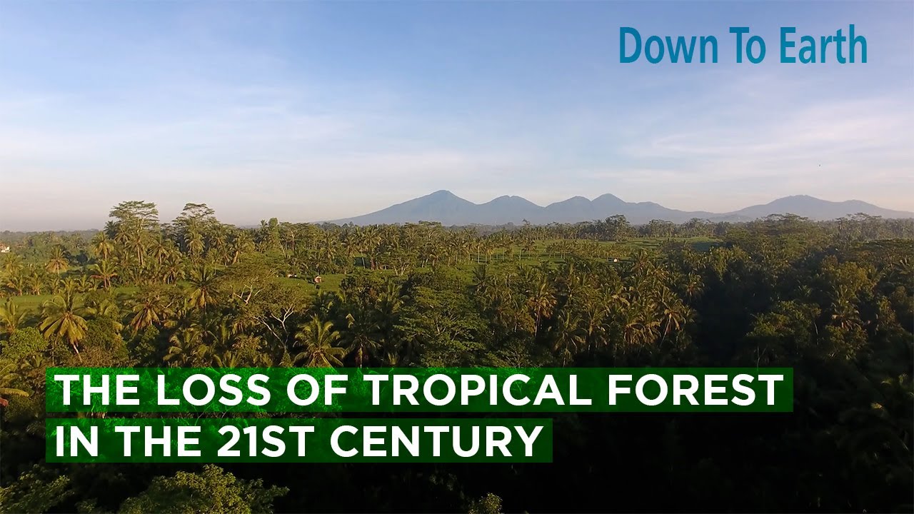 Tropical forests the size of Europe lost in first 20 years of this century