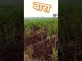 #royalशेतकरी #शेतकरीbrand #amhidudhutpadakshetkari #ऊसशेती