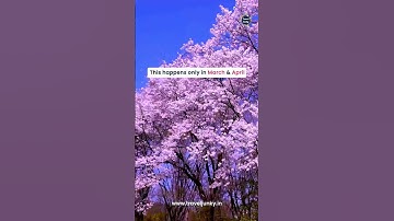 Thumbnail of Want to see Cherry Blossom in Japan❤️🥰