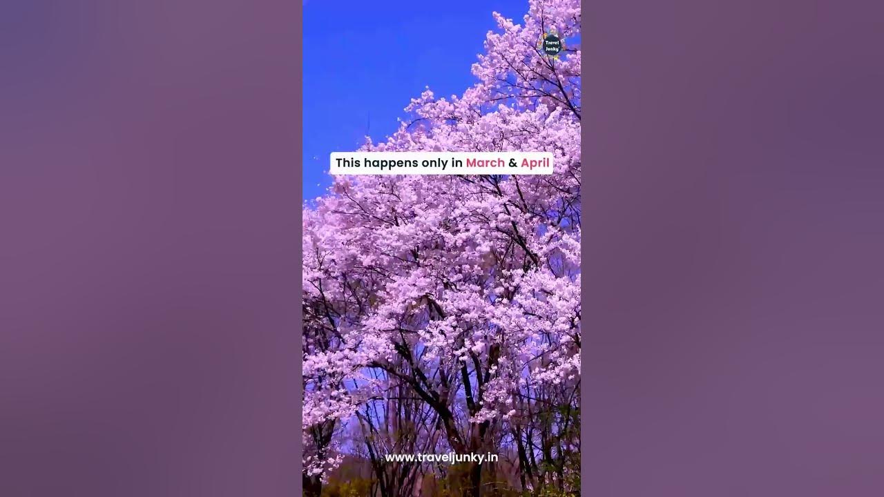 Want to see Cherry Blossom in Japan❤️🥰