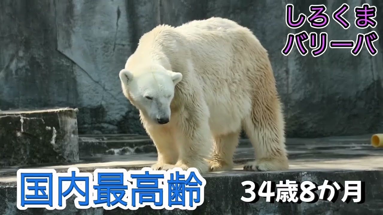 首スリスリ、お休みするしろくまバリーバ【とべzoo】ピースのお母さん