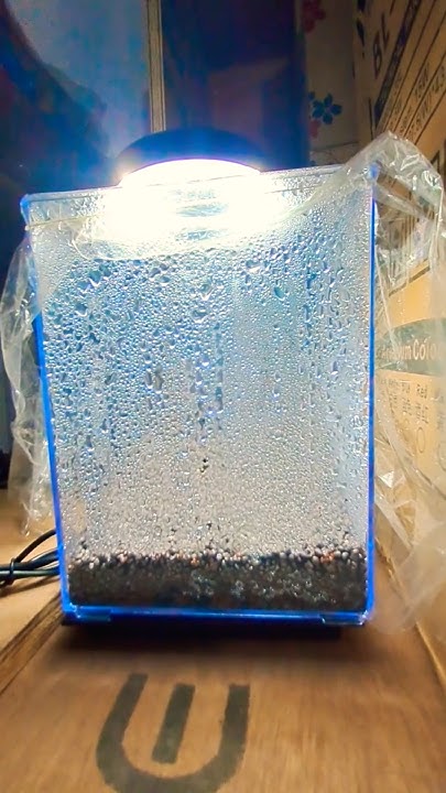 The Ultimate Guide to Growing Aquarium Plants from Seeds - YouTube