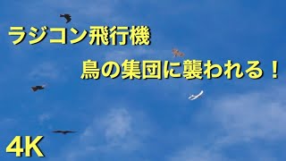 ドローンなら即墜落　鳥の集団襲撃を受けるラジコン飛行機　持ちこたえれるか⁇ 後半ズームカメラ