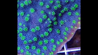 How Fast Do Chalice Corals Grow