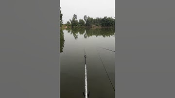 Một Buổi Đi Câu Hồ Tự Nhiên Đầy Cảm Xúc – Toàn Cá Chim Siêu To #shorts