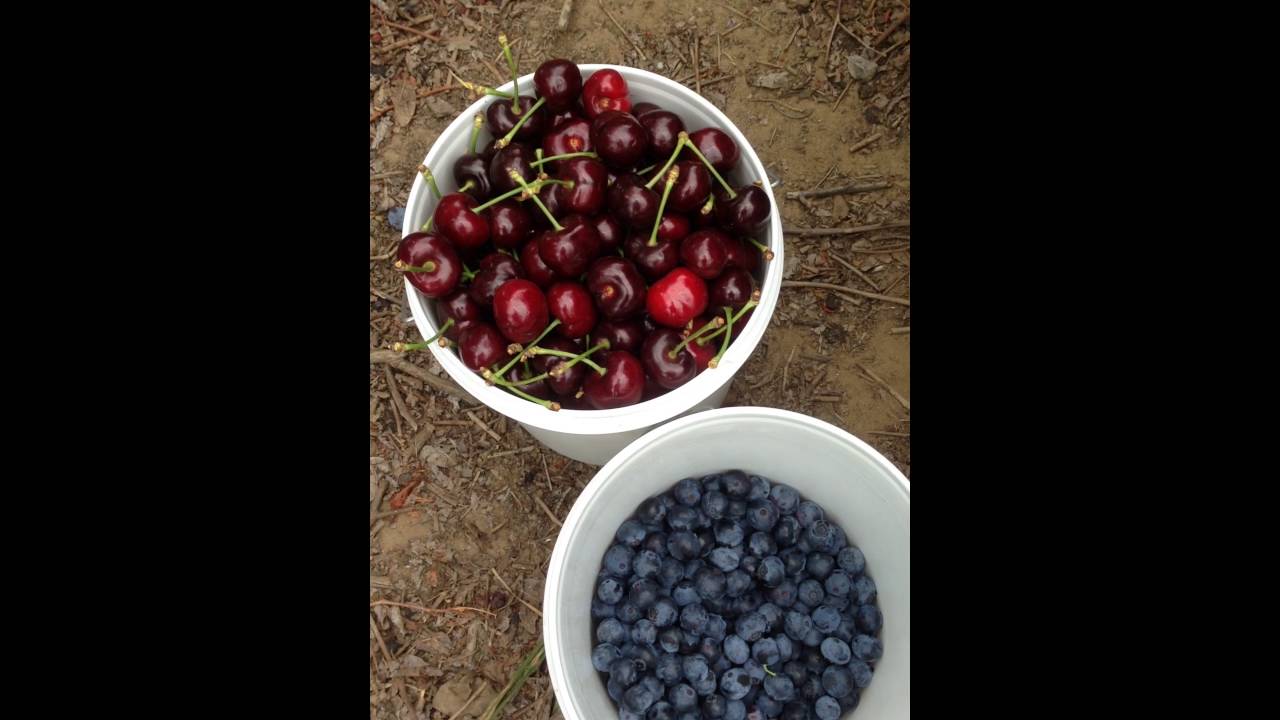Ott Farms Blueberries & Cherries
