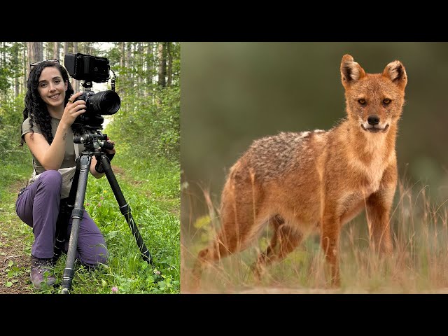 Europe's Hidden Predator: Filming the Elusive Golden Jackal - YouTube