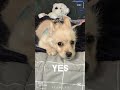 #puppy #cute #tiktok
