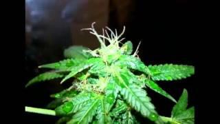 The latest at weedPals - a cannabis social network and cannabis forums