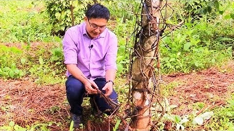 Cách phòng trị bệnh chết nhanh, chết chậm trên cây hồ tiêu