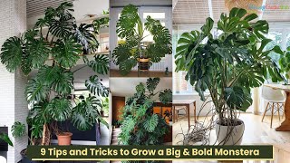 9 Tips and Tricks to Grow a Big & Bold Monstera