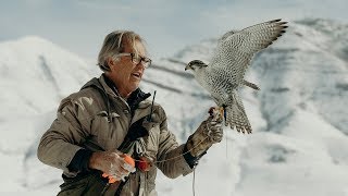 Falcons And A Drone