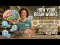 How Your Brain Works: Lobes, Hemispheres, and Brain Imaging