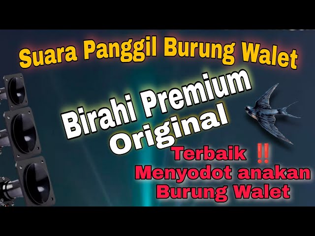 DOWNLOAD Suara Birahi Burung Walet TERBAIK ‼️ GRATIS ‼️ class=