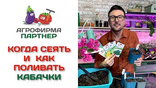 Когда сеять и как поливать кабачки