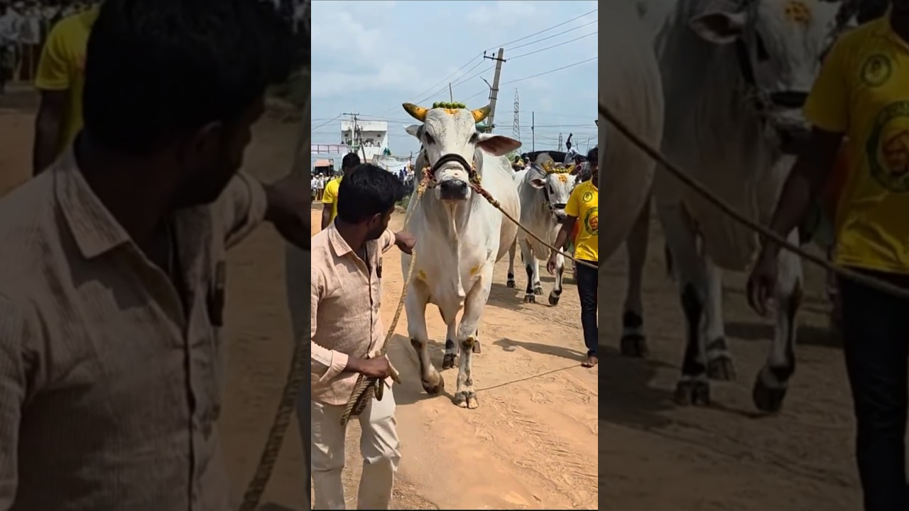 RK Bulls Narasimha on the fire 🔥🔥 