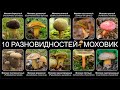 Топ 10 РАЗНОВИДНОСТЕЙ ГРИБОВ МОХОВИК