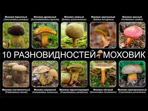 YouTube видео