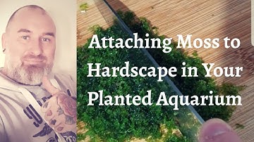 Aquascaping...Attaching Moss to Wood the Easy Way.