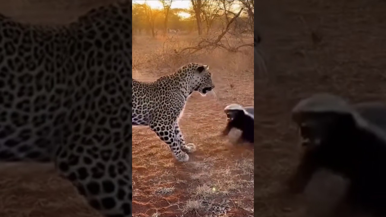 🐆⚔️🦡 Cheetah vs Badger: A Wild Face-Off 