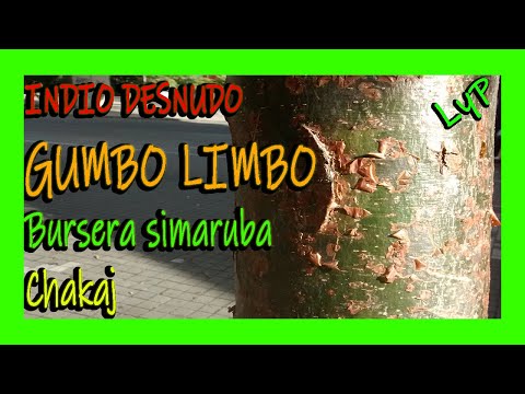 Video: ¿Los árboles de limbo gumbo pierden sus hojas?