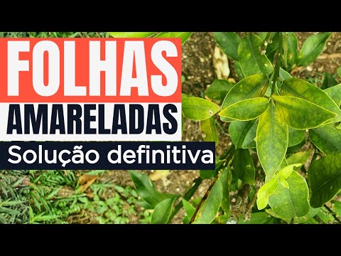 Vídeo: Planta cápsula amarela: foto, descrição, onde cresce