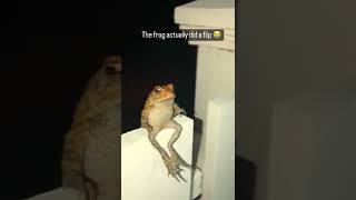 Cute Dabbing Frog 🐸 #shorts #memes #donkememes