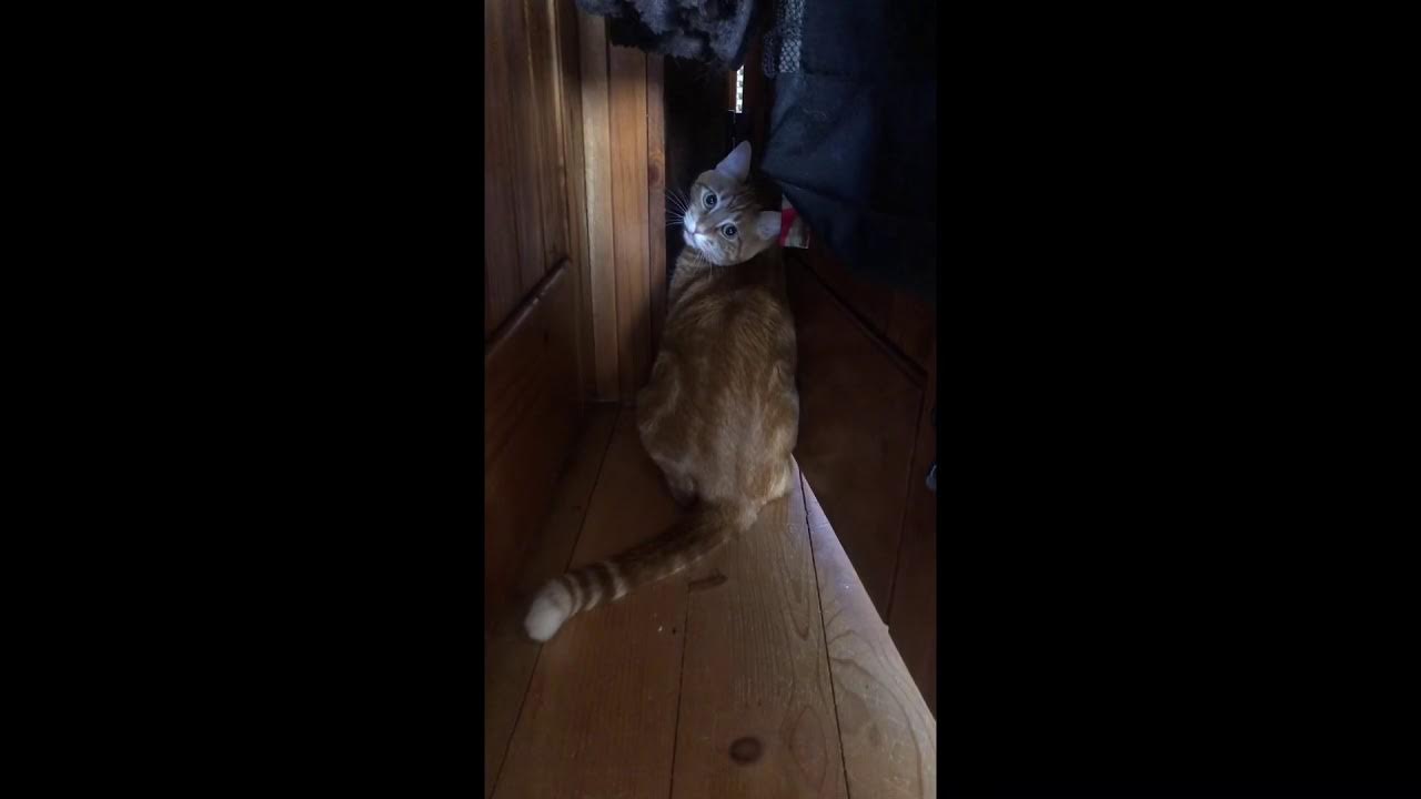 shorts My Cat is in Time Out? cats orange ginger funnycats 