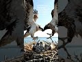 Osprey | FROM EGGS TO SURVIVOR | #wildlife #documentary #wildlifedocumentary #shorts