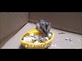20200926 まるガツガツ食べる