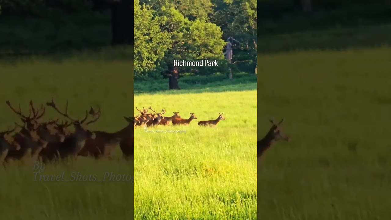 Richmond Park                   Amazing Deers 🦌 🦌 🦌 🦌 