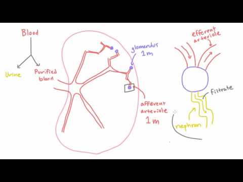 Path of Blood in the Kidney - Efferent Arteriole, Peritubular Capillaries, and Renal Vein