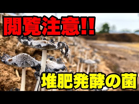 蘑菇堆肥が不向きな植物は？正しい使い方も解説