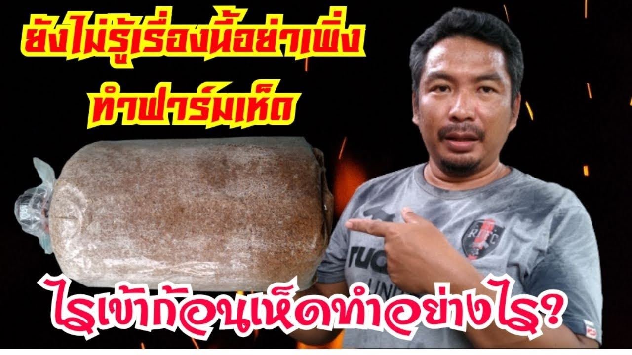 ไรเห็ดนางฟ้า ไรเห็ดศัตรูตัวร้ายที่คุณต้องรู้จัก