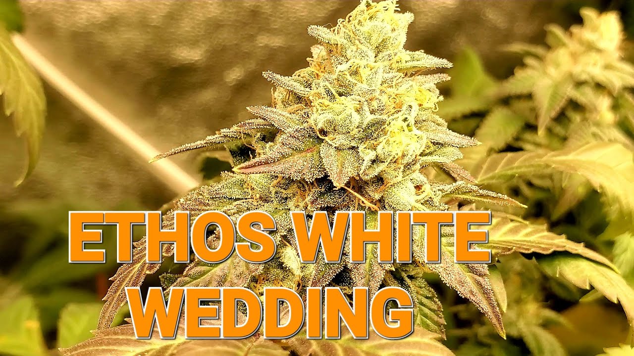 K.I.S. EPISODE 51: ETHOS WHITE WEDDING WEEK 4 ORGANIC GROW EASY PLUS BAY AREA CANNABIS SEEDS