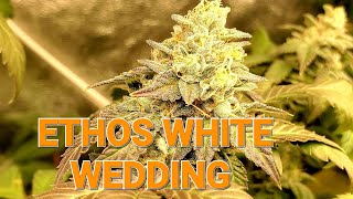 K.I.S. EPISODE 51: ETHOS WHITE WEDDING WEEK 4 ORGANIC GROW EASY PLUS BAY AREA CANNABIS SEEDS