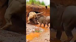 Nature’s 3 Biggest BULLIES 😤