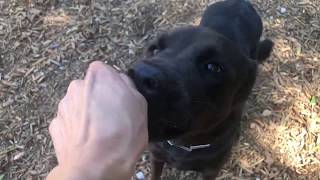 Dixie | Lab/Rottie Mix | Week 1