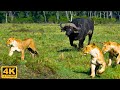 Wildlife paradise | 4K Wildlife: Lion, Elephant, Antelope, Wild Dog, Hyena Hippo... African Savannah