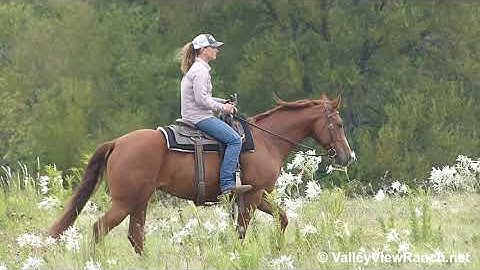 Sweet Lil Acorn - working the mechanical cow and trail riding! - ValleyViewRanch.net