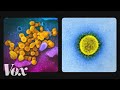 Microscopes and Coronavirus Structure