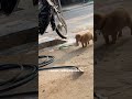 The Car Wash Shop's Mischievous Pup Adventure Puppies CarWash PetVids CuteMischief DogLife