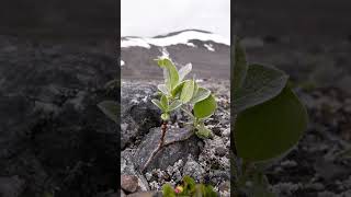 Hiking adventure in Sarek National Park, Sweden 19