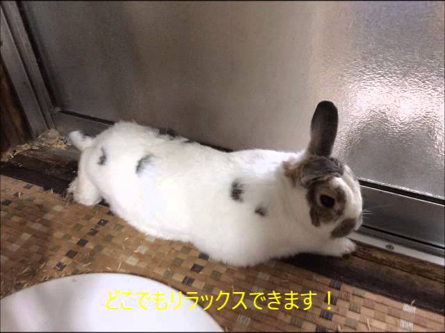 うさぎ 種類 値段 ホームセンター Youtube