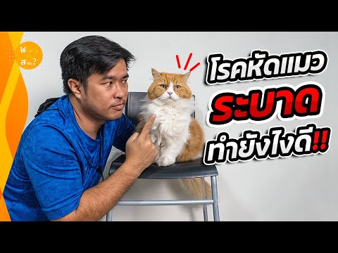 (วิธีป้องกัน) โรคหัดแมวระบาด มหันตภัยคร่าชีวิตแมวนับร้อย | สาระ รีวิว