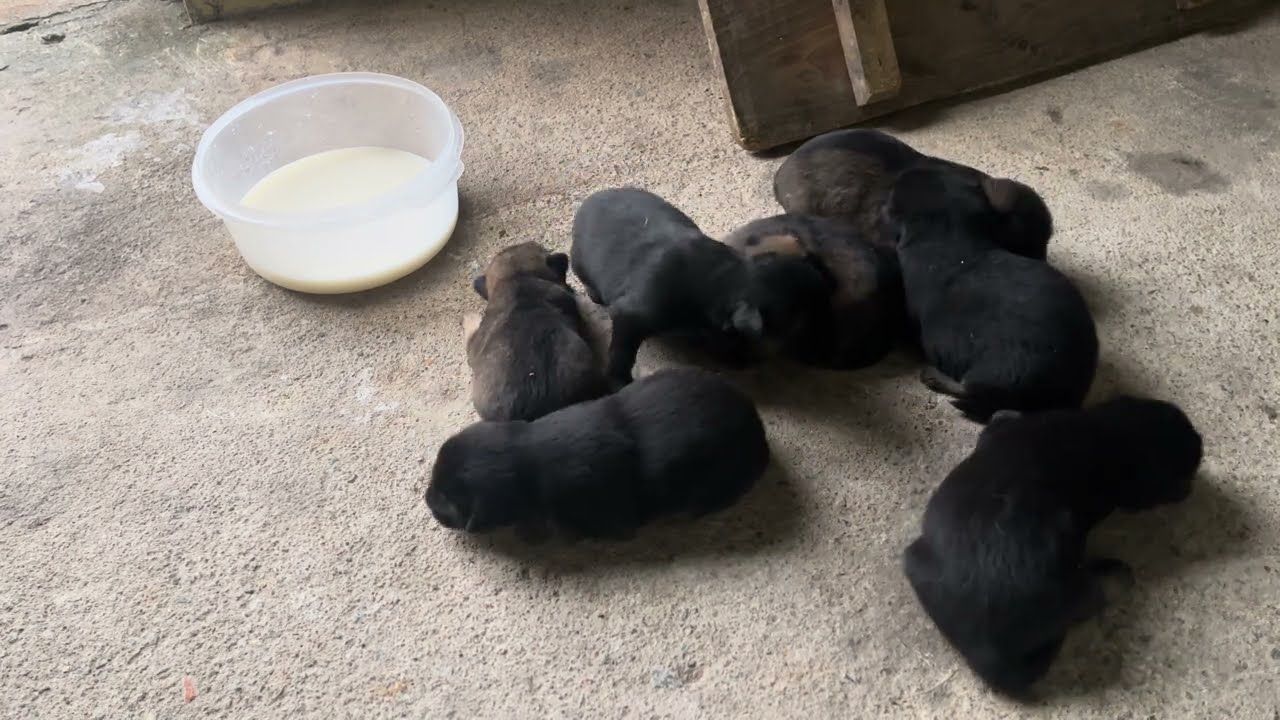 Newborn Puppies Refuse Fresh Milk — Here’s Why 🐶🥛