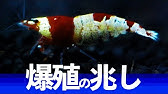 レッドビーシュリンプ グレードアップに向けての選別 Youtube レッドビーシュリンプ グレードアップに向けての選別 Youtube